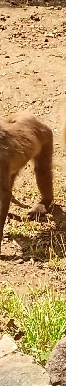 Chemnitz Zoo-开姆尼茨