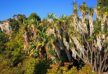 Hanbury Botanical Garden景点图片