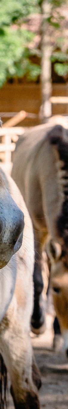 Zoopark Dobrich-多布里奇