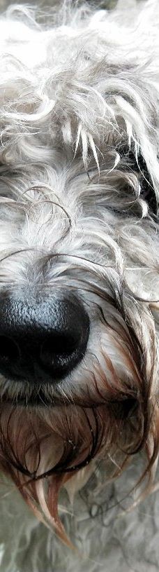 林恩峡谷公园-北温哥华