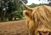 Denmark Animal Farm & Pentland Alpaca Stud景点图片