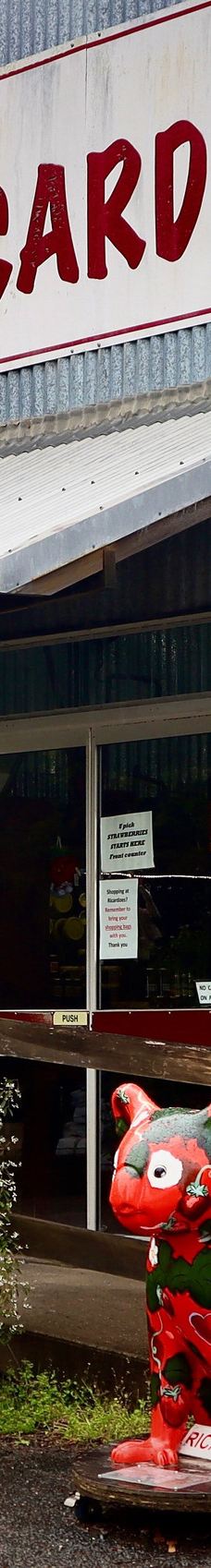 Ricardoes Tomatoes-Blackmans Point