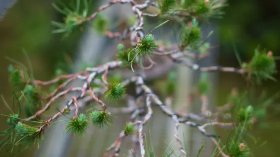 Jardin de Bonsais