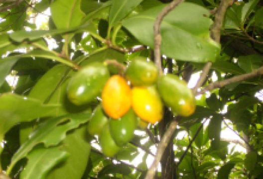JM Barker (Hapupu) National Historic Reserve景点图片