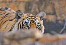 Ranthambore Jungle Safari景点图片