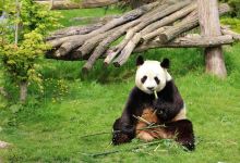 La serre australienne景点图片