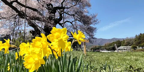 中曽根のエドヒガン