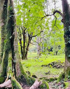 Ko'olau Forest Reserve-茂宜县