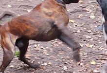 Hundefreilauf Tornesch景点图片