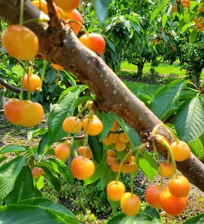 Kempf Orchards