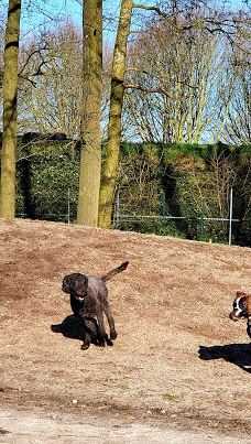 Stichting Hondenspeeltuin Hoogeveen-霍赫芬
