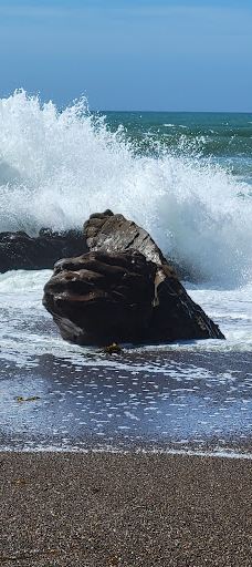 Shamel Park-坎布里亚