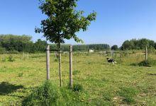 Hondenweide景点图片