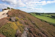 Headon Warren National Trust景点图片