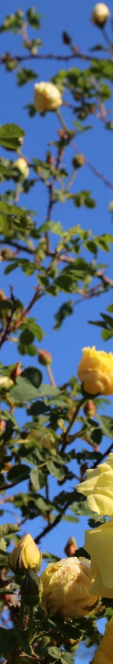 Geografisk Have-科灵