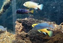 Aquarium Montecarlo景点图片