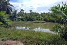 Sungai Batu Archaeological Site景点图片