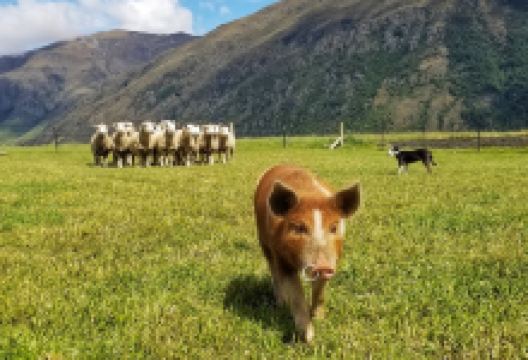 Real Country景点图片