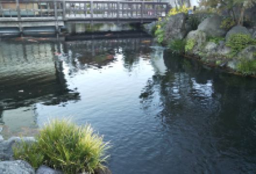 鲤鱼街景点图片