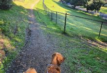 Los Altos Hills Dog Park景点图片