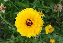 Mistletoe information景点图片