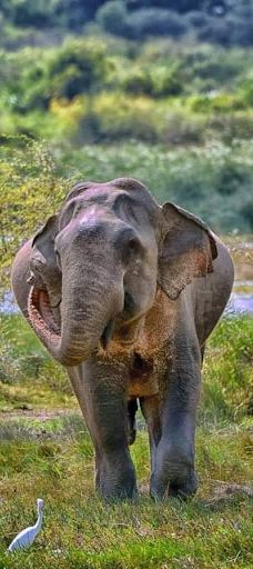 Yala Block I-汉班托特