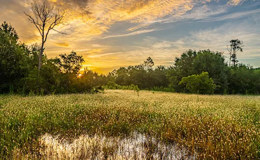 Prairie Pines Preserve