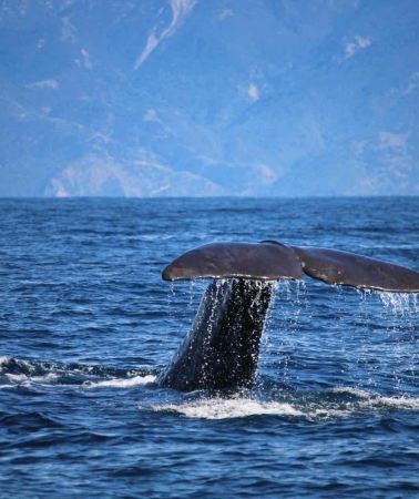 3D2N • South Island Signature Whale Watching Tour - Christchurch - Kaikoura - Christchurch