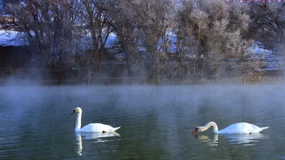 天鵝湖水寨
