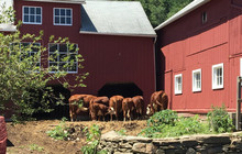 Wells Hollow Creamery餐厅图片
