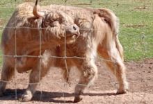 Altina Wildlife Park景点图片