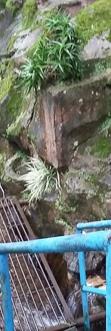 Arboretum Sumber Brantas-Bumiaji