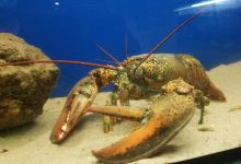 Marine Biology Station Laboe景点图片