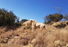 Love Lions Alive景点图片