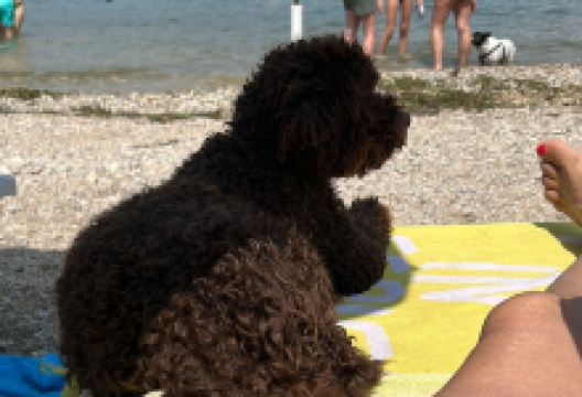 Fido beach景点图片