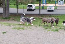 Sultan dog park景点图片