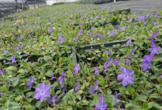 Ticino Vivai景点图片
