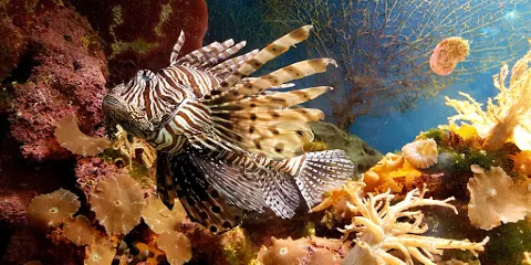 Tropicheskaya Amazonka Oceanarium and Exoterrarium