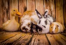 Pets & Critters景点图片