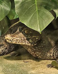 Chemnitz Zoo-开姆尼茨