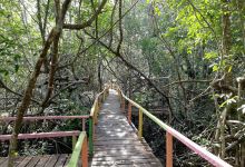 Hutan Wisata Mangrove Pangkalan Laksmana景点图片