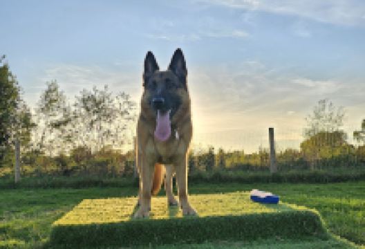 Woofy’s Dog Field景点图片