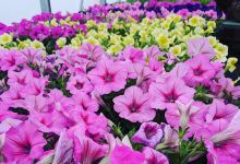 Mayfield Gardens购物图片