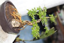 Taman Bonsai SBP.Purwosari景点图片