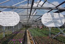Boscow Nurseries Ltd (R H Gill)购物图片