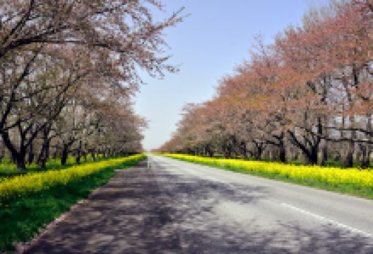 桜并木と菜の花ロード（夏季:ひまわりロード）景点图片