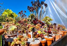 Coastal Succulents购物图片