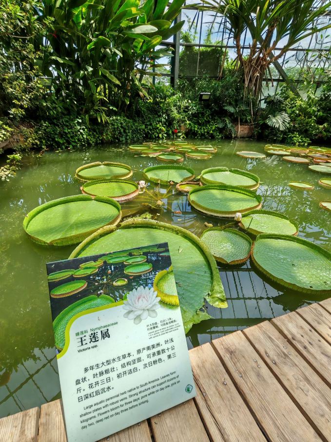 华南植物园景点图片 16
