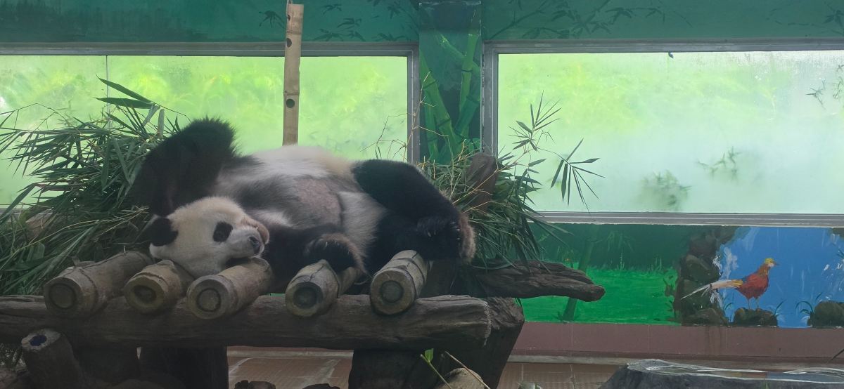 广州动物园景点图片 30