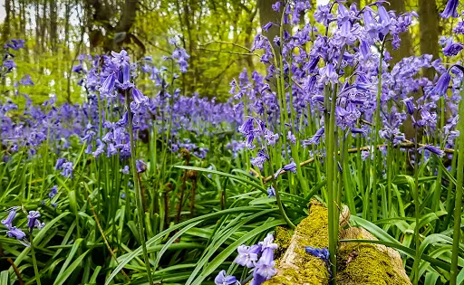 Everdon Stubbs
